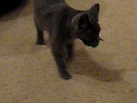 Manx kitten named Bunny playing FETCH!  SO CUTE! (Excuse my voice lol)