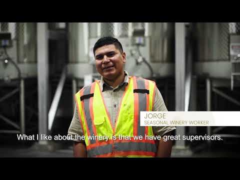 A Day-In-The-Life of a Coastal Seasonal Winery Worker