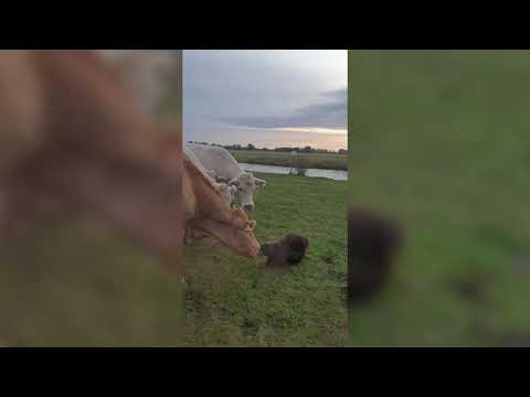 Biber greift Herde an: Rinder verjagen Eindringling