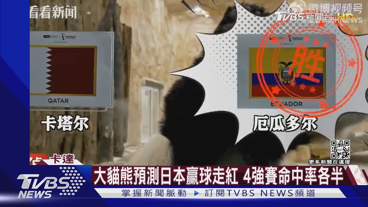 章魚哥接班人?卡達大貓熊預測世足賽戰績 精準度爆紅