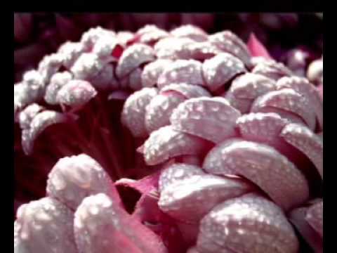 Moje chryzantemy   Waldemar Kocoń