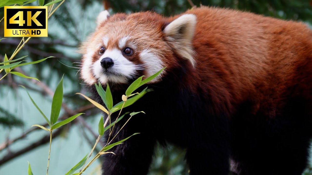 【4K】Met an almost too cute red panda in Japan