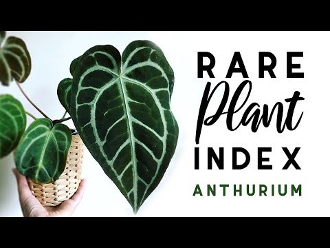 download lagu mp3 mp4 Anthurium Superbum, download lagu Anthurium Superbum gratis, unduh video klip Anthurium Superbum