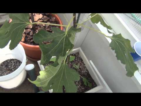 download lagu mp3 mp4 What Does A Fig Tree Leaf Look Like, download lagu What Does A Fig Tree Leaf Look Like gratis, unduh video klip What Does A Fig Tree Leaf Look Like