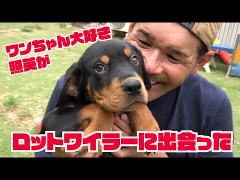 アメリカとドイツのロットワイラー - それぞれの違いと特徴