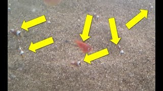砂の上のクマノミです・・・。Fish