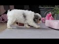 Cavapoo dogs for sale: Ayla - Video 1