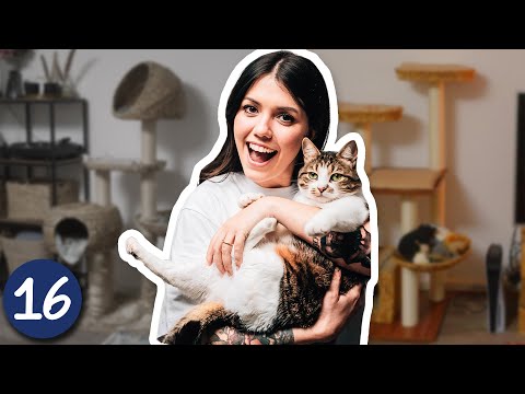 Video Thumbnail: Katzen Wohnung Umstyling | VLOGMAS 16