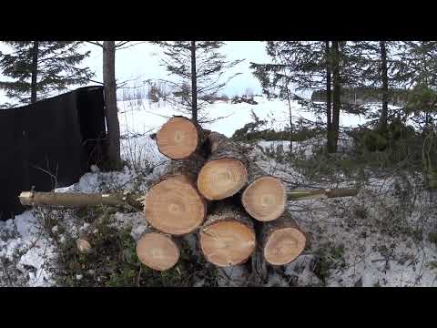 Metsolan Metsäkoulu 207 - Top 10 vinkkiä täydelliseen kourakasaan