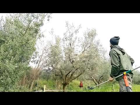 Potare l'olivo: caso numero due!