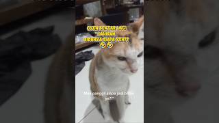 Download lagu Almost Due, Who Should Deliver the Kittens? 🤣🤣#pregnantcat mp3