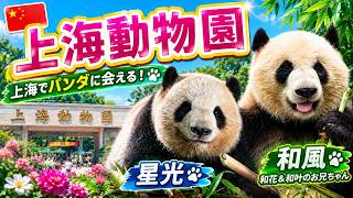 【🇨🇳中国#4-2】和花と和叶の兄が暮らす上海動物園　和風・星光