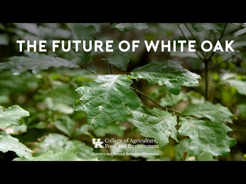 The Future of White Oak