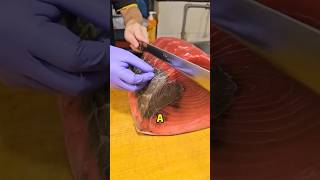 Why can’t the black part of tuna be eaten?#tuna #knowledge #science #foryou #fyp