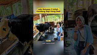 Download lagu There are hundreds of them!! This is Kang Dedi's cow shed #shorts mp3