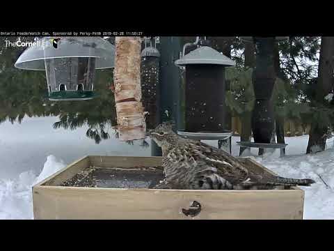 Ruffed Grouse Makes Pit Stop On Windy Day – Feb. 28, 2019