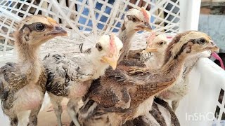 Download lagu PRICE OF 1 MONTH OLD PELUNG CHICKEN CHICKENS OF CONTEST BREED AT SAMPANG MARKET, CILACAP mp3