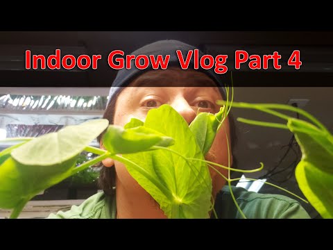 Gardening Indoors Vlog Part 1 of 10