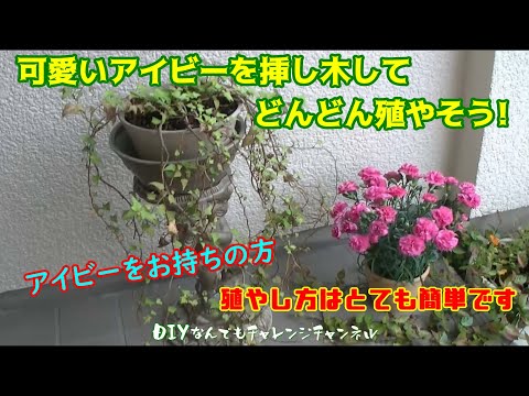 アイビーの挿し木はいつ取るのですか？どうやって ？リーダーに従う ！  庭園