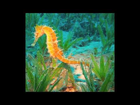 H. Sitt. Canzone Op.26 No 8 BPM 38 Viol/Piano: G. Dingler