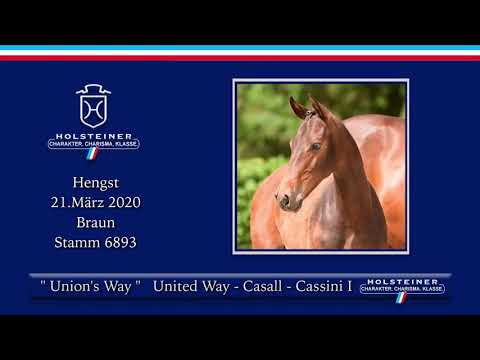 Holsteiner Elite-Fohlenauktion | Nr. 07 v. United Way - Casall