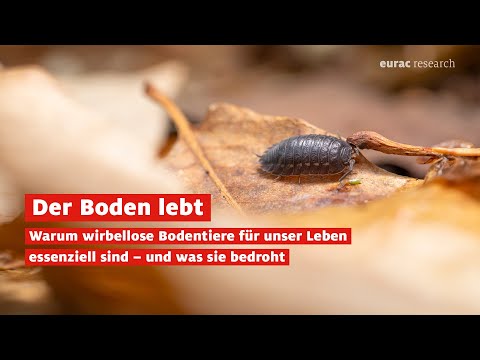 Soil is alive. Why soil invertebrates are essential to our lives and what threatens them