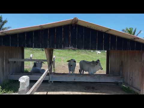 Fazenda à Venda 255 hectares Rorainopolis / sao Luiz - Roraima