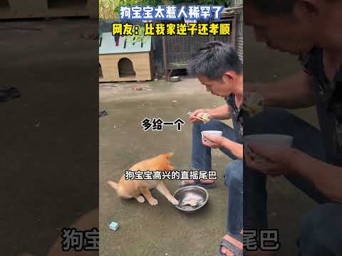 狗宝宝太惹人稀罕了，网友：比我家逆子还孝顺 #大熱門 #搞笑 #影視解説 #游戏 #感人壹幕 #pets #搞笑视频 #科普