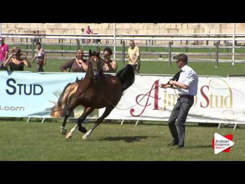 Chantilly 2016 ABCE - CLASS 10