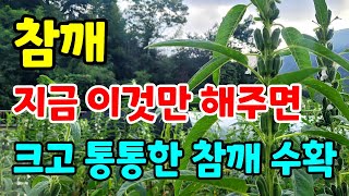 참깨 순지르기 이렇게만하면 쉽고 통통한 참깨 수확해요