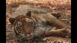 Tiger Temple tigers: RIP Mek Nua