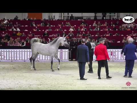 N 109 HL EL GANADOR   World Arabian Horse Championship 2022   PARIS   Senior Stallions Section A Cla