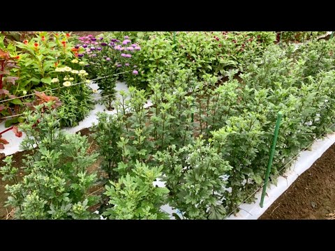 どの菊の肥料を選ぶべきですか？冬になったらどのようにお手入れすればよいでしょうか？  庭園