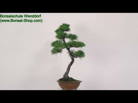 Japanische Mädchenkiefer, Bonsai, 35 Jahre, 87cm, OPINPAR351-03