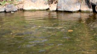 preview picture of video 'Chinook Salmon Spawning - Deer Creek Mouth with the Yuba River - 10/16/10'