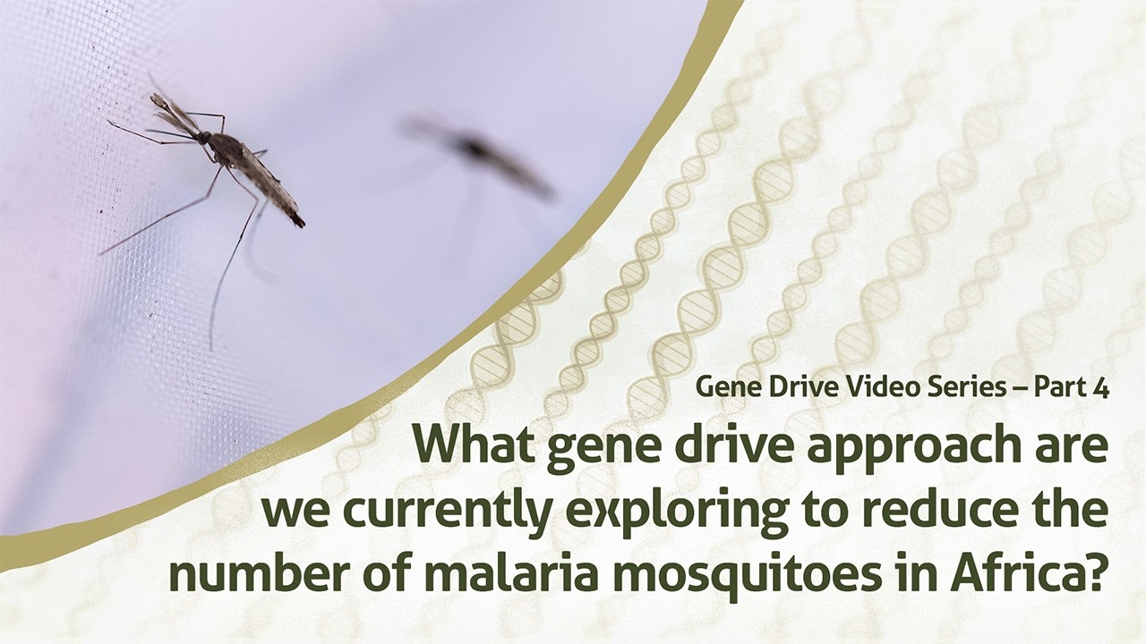 What gene drive approach are we exploring to reduce the number of malaria mosquitoes in Africa?