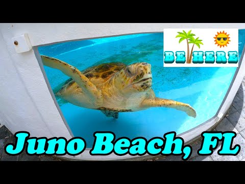 BE HERE: Visiting The Loggerhead Marine Life Center in Beautiful Juno Beach, FL