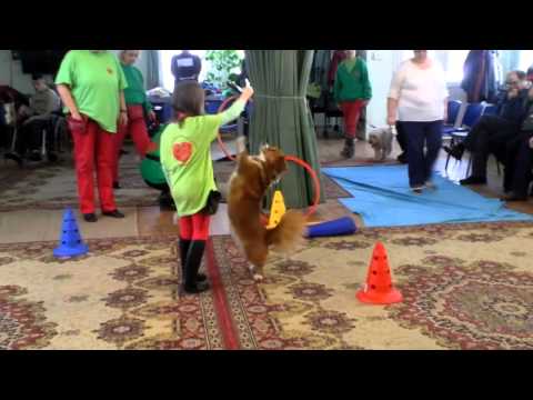 Generációk együtt a terápiás kutyákkal 2014.01.28.