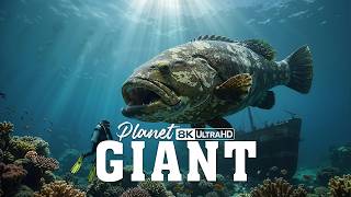 GIANTS | You won't believe how big these ocean creatures are! | 4K Doc