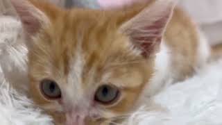 マンチカンの動画01