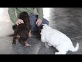 Cavapoo dogs for sale: Dania - Video 1
