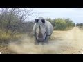 Rhino CHARGES And Attacks Car Kruger National Park