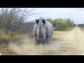 Rhino CHARGES and Attacks Car | Kruger National ...