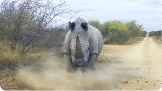 Rhino CHARGES and Attacks Car  Kruger National Par