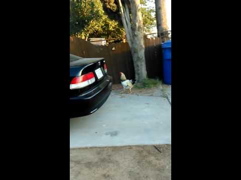 Who was the big ass chicken who was chicken