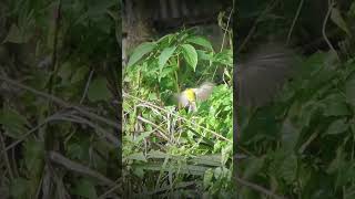 Download lagu Pikat burung Kolibri Kelapa / korlap Di Pinggir Jalan Raya  #feedshorts mp3