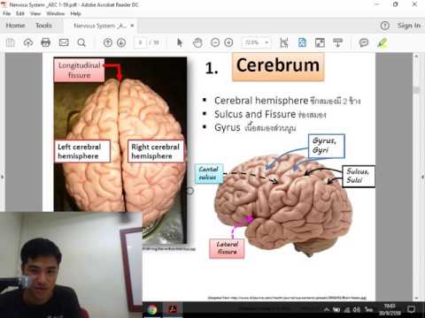 Bactroban จากกลาก ฟุตกลากกว่าเจิม