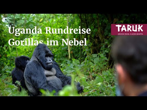 Uganda Rwanda Trip: Gorillas in the Mist - Intensive Safari, Experience Chimpanzees & Gorillas | ...