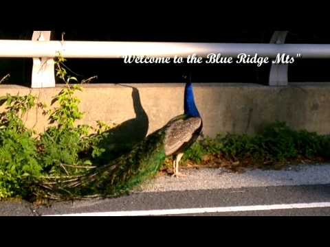 The 2014 Bitter and Better Tour