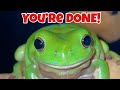What I Did To This Australian Whites Tree Frog Can Get Me CANCELED